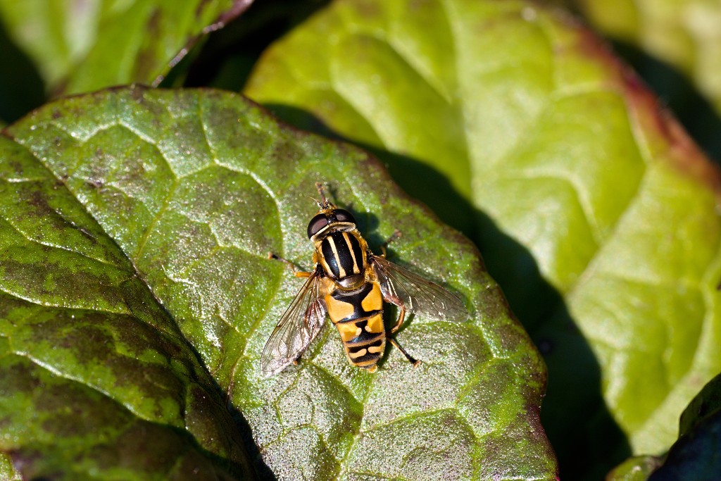 nationaal park de groote peel grote natuurgebied natuur hdr brabant limburg staatsbosbeheer turf veen heide hei bos bossen